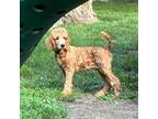 Red Boy Brown Collar