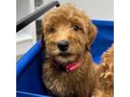 Mutt Puppy for sale in Olathe, KS, USA
