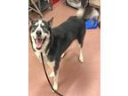 Adopt SETH a Black - with White Husky / Mixed dog in Ogden, UT (36911588)