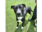 Adopt Zimmy a Pit Bull Terrier, Mixed Breed