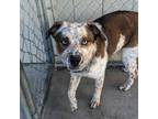 Adopt Buddy a Cattle Dog, Border Collie