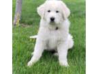 Great Pyrenees Puppy for sale in Montezuma, KS, USA