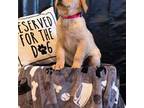 Labrador Retriever Puppy for sale in Tehachapi, CA, USA