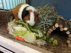 Adopt Pax and Wally a Guinea Pig