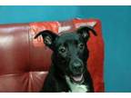 Adopt Netflix a Pit Bull Terrier