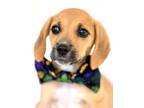 Adopt Dom a Beagle, Mixed Breed