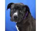 Adopt Buster- 030613S a Pit Bull Terrier