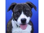 Adopt Oreo- 030612S a Pit Bull Terrier