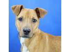 Adopt Quest- 030701S a Pit Bull Terrier