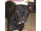 Adopt Siren a Labrador Retriever / Staffordshire Bull Terrier / Mixed dog in