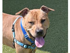 Adopt LASAGNA a Tan/Yellow/Fawn Mixed Breed (Large) / Mixed dog in West Seneca