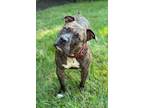 Adopt Ranger a American Staffordshire Terrier / Mixed dog in Ewing