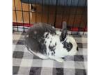 Adopt Twitch a Other/Unknown / Mixed rabbit in Richmond, CA (38561368)