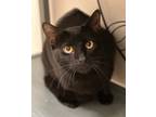 Adopt Felix a Domestic Short Hair