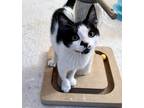 Adopt Bert a Black & White or Tuxedo Domestic Shorthair (short coat) cat in