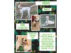 Adopt Hoss a Tricolor (Tan/Brown & Black & White) Pointer / Mixed dog in