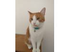 Adopt Orenji a Orange or Red Tabby / Mixed (medium coat) cat in Davie