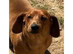 Adopt Benny-Adoption Pending a Dachshund