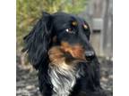 Adopt Duke-Adoption Pending a Dachshund