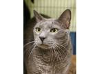 Adopt Mickey a Domestic Short Hair