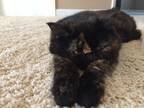 Adopt Agnes a Tortoiseshell Exotic / Mixed (medium coat) cat in Raleigh
