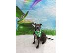 Adopt Banner a Pit Bull Terrier