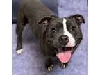 Adopt Tyson a Pit Bull Terrier, Mixed Breed