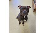 Adopt Spud a American Staffordshire Terrier, Mixed Breed