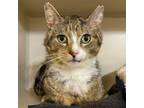 Adopt Dr. Gregory House a Tabby