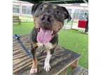 Adopt Sunshine a Pit Bull Terrier