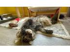 Adopt Boo a Domestic Long Hair