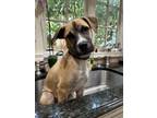 Adopt Tito Rico a Black Mouth Cur, Pit Bull Terrier