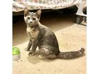 Adopt Emma a Gray or Blue Domestic Shorthair / Mixed cat in West Des Moines