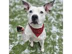 Adopt Jeanette a White Border Terrier / Mixed dog in Merriam, KS (38409025)