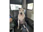 Adopt Cooper a Gray/Silver/Salt & Pepper - with White American Pit Bull Terrier