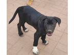 Adopt Richard a Labrador Retriever, Pointer