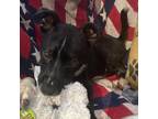 Adopt Phillip a Black Labrador Retriever, Terrier