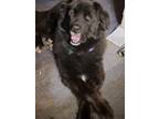 Adopt Bailey a Black - with White St. Bernard / Husky / Mixed dog in Lake