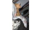 Adopt Butter a Orange or Red Tabby Domestic Shorthair / Mixed (short coat) cat