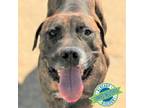 Adopt Bentley a Mixed Breed