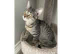 Adopt Toasty Tabby a Brown Tabby Domestic Shorthair (short coat) cat in