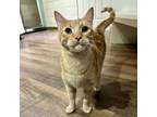 Adopt Hazelrah a Domestic Short Hair