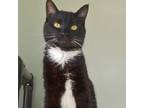 Adopt Jasper a Tuxedo