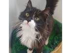 Adopt Oreo a Domestic Long Hair