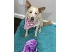 Adopt Gwen a Brown/Chocolate - with White Cattle Dog / Mixed Breed (Small) /