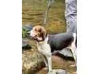Adopt Ivey a Tricolor (Tan/Brown & Black & White) Coonhound / Mixed Breed