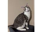 Adopt Sprig a Brown Tabby American Shorthair (short coat) cat in Beaufort