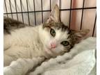 Adopt Fast Pitch a Domestic Short Hair