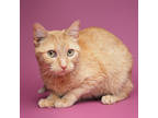 Adopt Lucy a Orange or Red Domestic Shorthair / Domestic Shorthair / Mixed