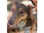 Adopt Murphy a Red/Golden/Orange/Chestnut - with White Australian Shepherd /